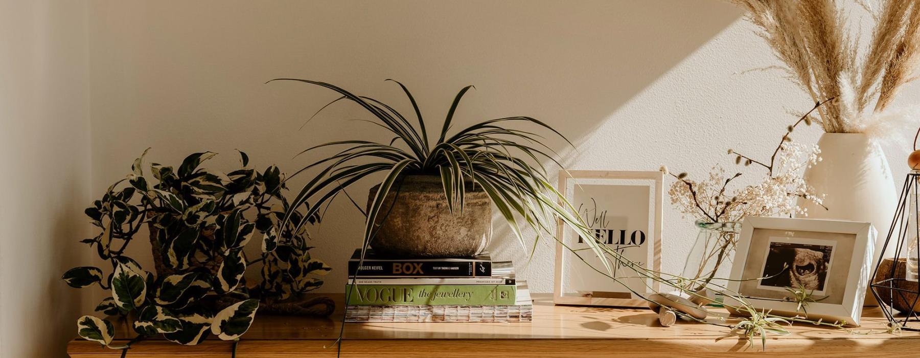 bureau top decorated with potted plants, books and framed pictures